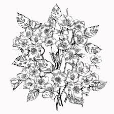 Today i'm going to draw simple jasmine flower for kids. 938 Jasmine Vintage Drawing Vector Images Free Royalty Free Jasmine Vintage Drawing Vectors Depositphotos
