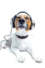 Dog Head Phones Dog Listening To Music With Head Phones Ad Head Dog Phones Music Listening Ad Dogs Workout Songs Dog Rocks