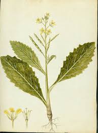 Image result for Emilia juncea