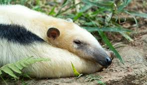 Image result for sleeping anteater