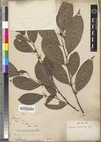 Image result for Leptaulus