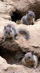 Ground Squirrel A Mid Sized Rodent Which Generally Lives On Or In The Ground The Larger Ones Are More Commonly Known As Squirrel Funny Chipmunks Squirrel