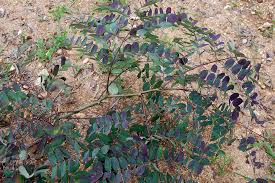 Image result for Albizia antunesiana