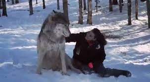 Size comparison between man and wolf. Um Were You Aware That Wolves Are Really Fucking Huge