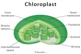 Check spelling or type a new query. Chloroplast Definition Structure Functions With Diagram