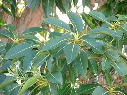 Image result for Lophostemon confertus