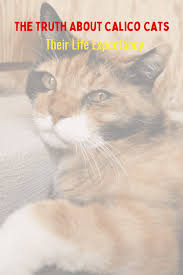 What'S The Longest A Cat Has Ever Lived? Facts & Life Expectancy - Catster