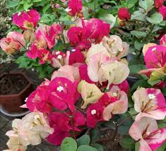 Bougainvillea are as tough as old boot leather. To Grow A Bougainvillea Remember 3 Tips To Make It Full Of Flowers Inews