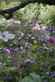 These beautiful ground cover shrubs bear large flowers in colors like white, red, and purple, normally between early spring and fall. Clematis Arabella Great Dixter Cottage Garden Plants Cottage Garden Design Plants