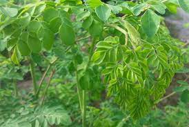 Selain daun kelor, akar, batang, atau kulit kelor juga bisa dimanfaatkan di antaranya untuk bahan kosmetik, suplemen gizi, parfum dan minyak gizi. Hamparan Seni Moringa Ramungai Murungai Dan Kelor