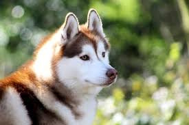 En Guzel Kopek Cinsleri Pomeranian Boo Pug Rottweiler Labrador Retriever Kangal Sibirya Kurdu Cane Corso Beagle Bulldog Ve Maltese Terrier Haberler