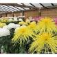 Sankei-en Chrysanthemum Exhibition event image