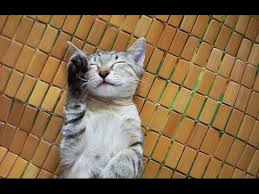 Bagi anda yang menyukai kucing sebagai hewan peliharaan, memiliki bayi kucing tentu merupakan hal yang sangat menyenangkan. Anak Kucing Comel Tidur Sambil Melambai Kepada Peminatnya Youtube