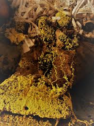 Yellow slime mold is a unique type of slime mold that is generally referred to as a fungus, although it behaves quite differently. Vermicompost Gardening In The Panhandle