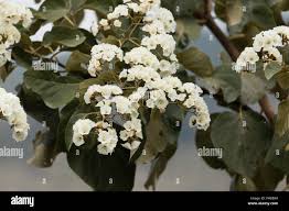 Image result for Cordia africana