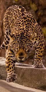 Jaguar Predator Wild 1080x2160 Wallpaper Jaguar Animal Jaguar Pictures Big Cats Photography