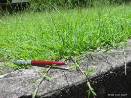 Image result for Digitaria bidactyla