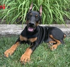 Our florida doberman puppies are exposed to a multitude of adults, children, other animals and a variety of environments. Doberman For Sale Online Shopping