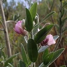 Image result for Podalyria calyptrata
