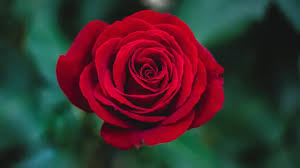 Banyak orang mungkin lebih familiar dengan bunga mawar merah, meski sebenarnya mawar memiliki ragam. 3 Khasiat Sari Bunga Mawar Buat Kesehatan Perempuan Lifestyle Fimela Com