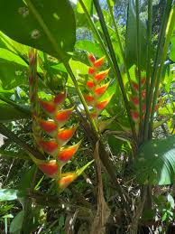 Head down to the caribbean's hidden treasure: Dominica A Natural Beauty Ydalir World Tour