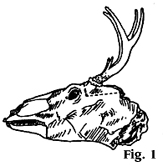 Make a second vertical cut. How To Create An Antler Mount