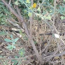 Image result for Indigofera pulchra