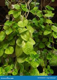 Image result for Coleus amboinicus