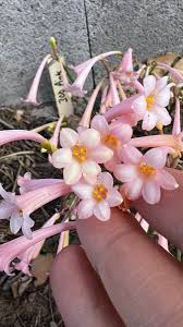 Image result for Cyrtanthus galpinii