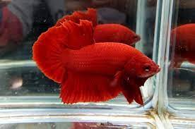 Betta red illustrations & vectors. Amazon Com Plakat Betta Fish Super Red Hmpk Male Pet Supplies