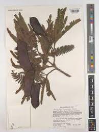 Image result for Brachystegia microphylla