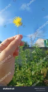 Image result for Chamaecrista mimosoides