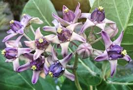 Image result for Calotropis gigantea