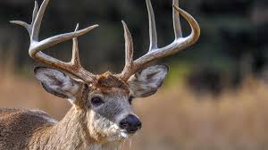 According to the centers for disease control and prevention, the disease causes lethargy in animals and also prompts them to be less afraid of humans (hence the nickname zombie deer). Zombie Deer Disease Is Spreading Across The Us What You Should Know Whas11 Com
