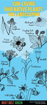 This creeping perennial is native in the redwood forest the flowers are totally strange; 64 Native Ohio Ideas Plants Native Plants Shrubs