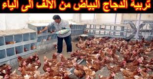 تربية الدجاج البياض في المنزل Beef Food Meat