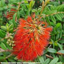 Image result for Melaleuca hypericifolia