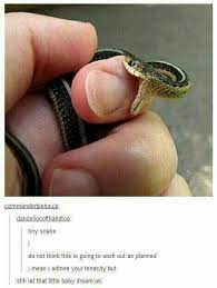 Lil Snek Cute Reptiles Cute Funny Animals Cute Animals
