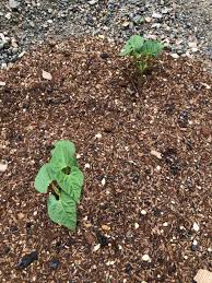 インゲンの芽が出た でぶねこ農園 ベランダで育てるおいしい果樹