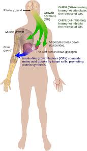 Regulation Of Body Processes | OpenStax Biology 2e