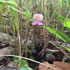 Image result for Disperis katangensis