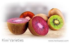 Edible berry of several species of woody vines in the genus actinidia, native to china (en); Kiwi Varieties Herbazest