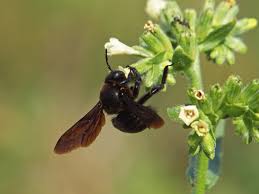 Image result for cornish black bee