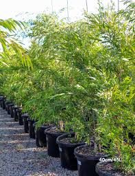 Image result for Agonis flexuosa