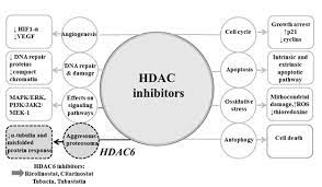 Ijms Free Full Text The Therapeutic Strategy Of Hdac6 Inhibitors In Lymphoproliferative Disease Html