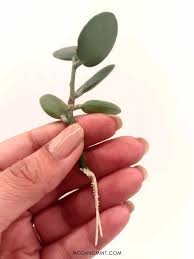 Image result for Xerosicyos