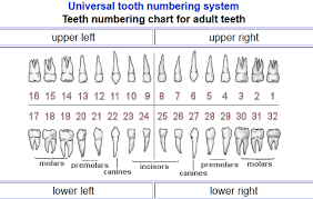 The Dental Notation I Will Be Using Throughout My Cases