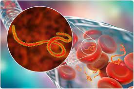 Ebola virus jumps to humans from infected animalsimage caption: What Are The Symptoms Of Ebola Virus
