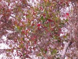 Image result for Combretum kraussii
