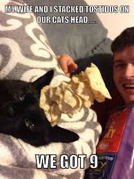 Collection by know your meme • last updated 7 days ago. The Best Caturday Memes Memedroid